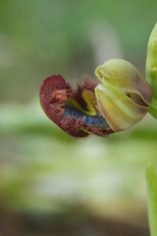 Ophrys speculum snob